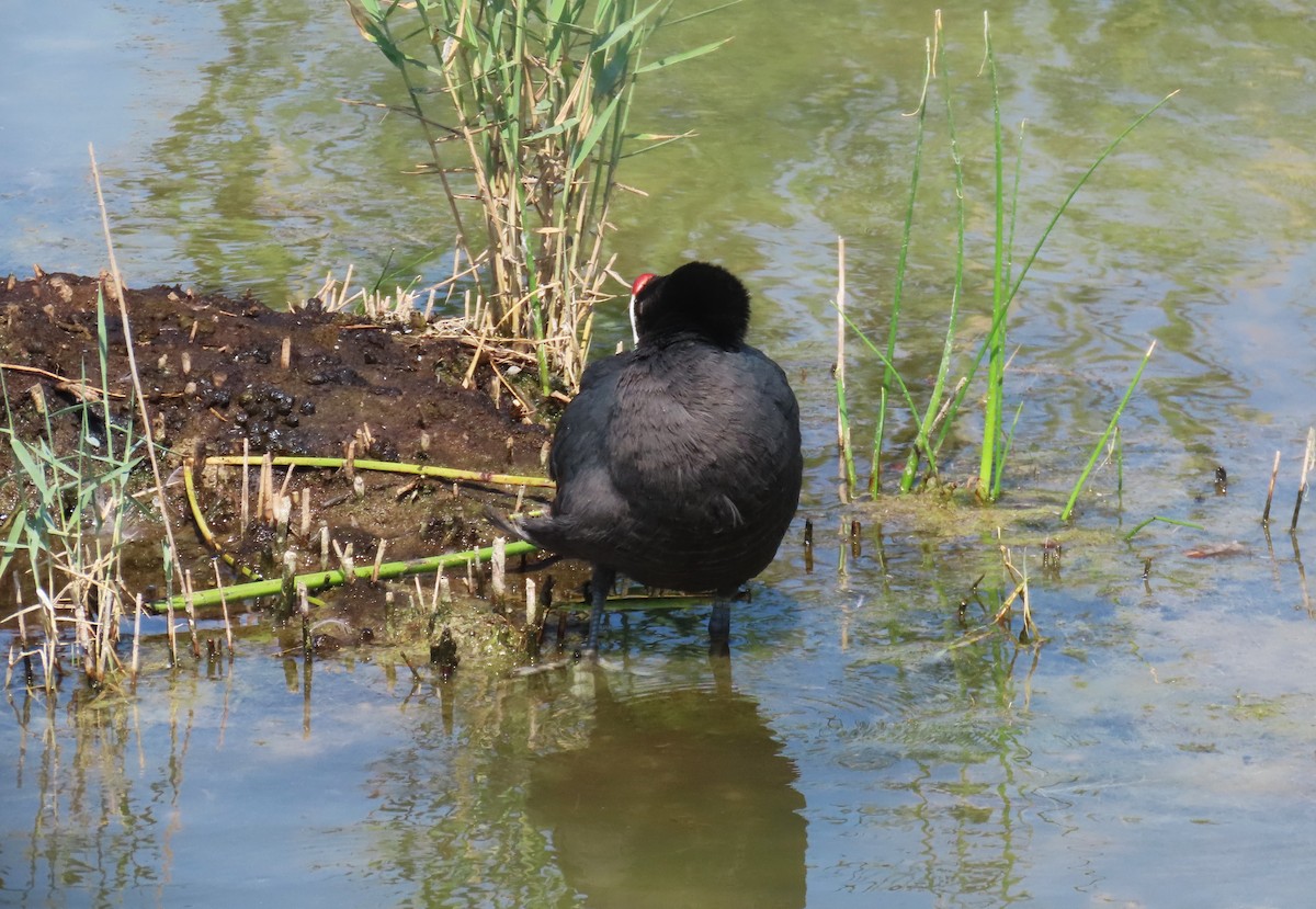 Red-knobbed Coot - ML638281175