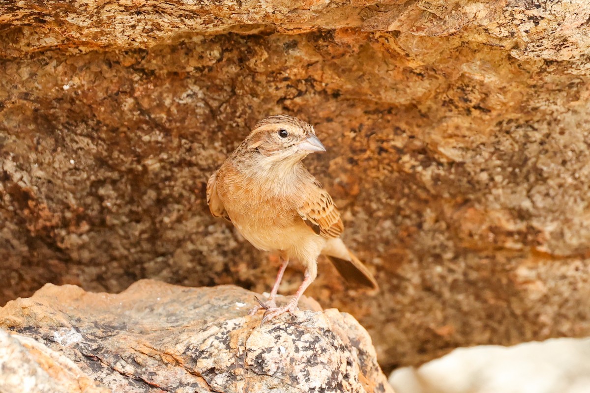 Lark-like Bunting - ML638281176