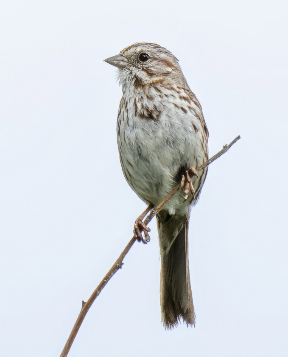 Song Sparrow - ML638281181