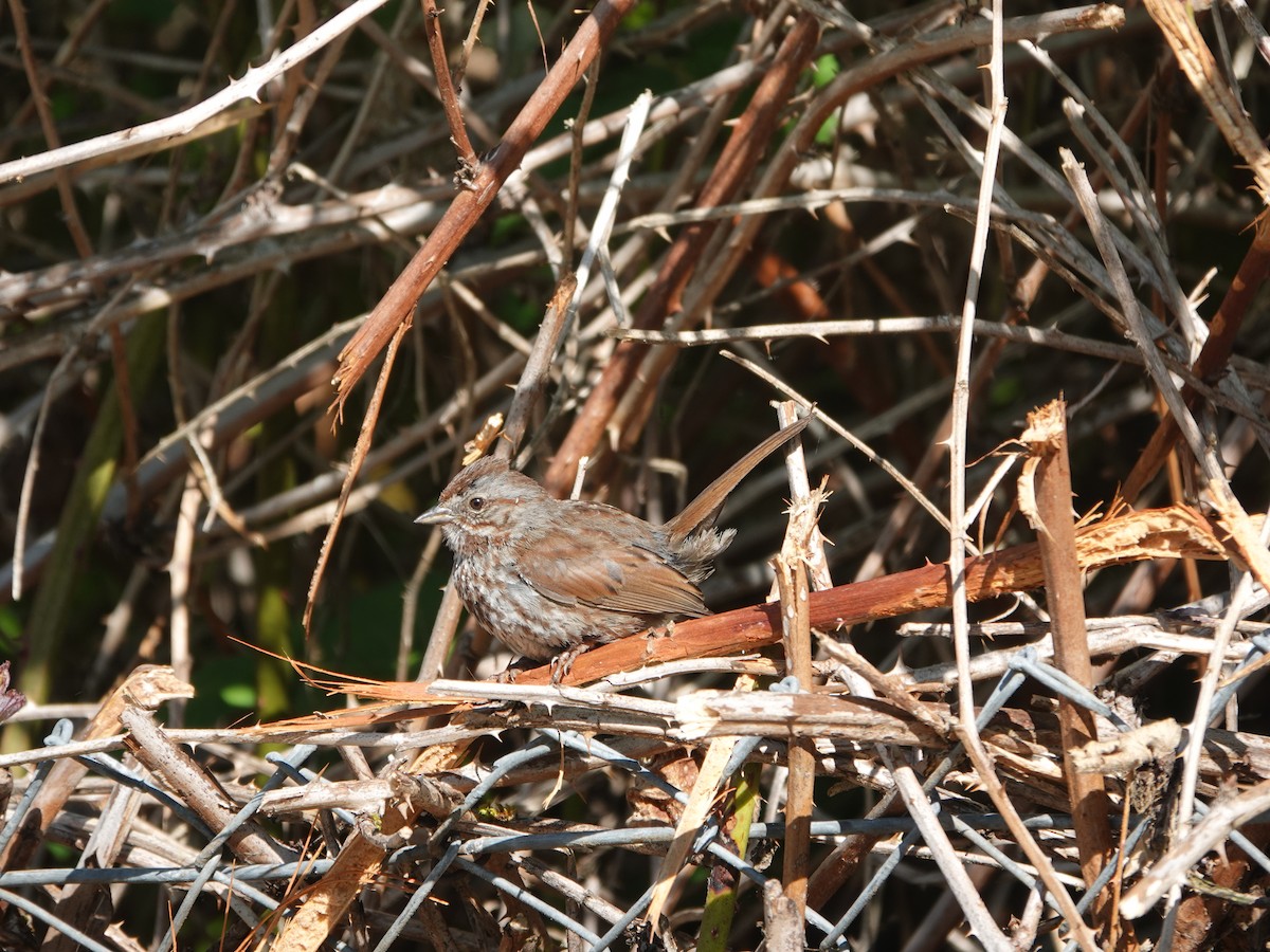 Song Sparrow - ML638281198