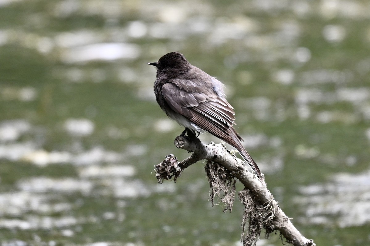 Black Phoebe - ML638281200