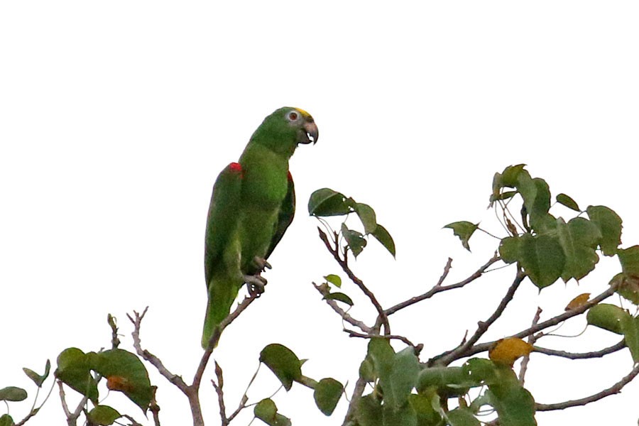 Yellow-crowned Amazon - ML638281211