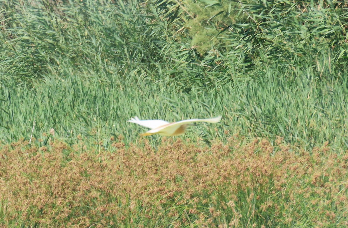 Squacco Heron - ML638281212