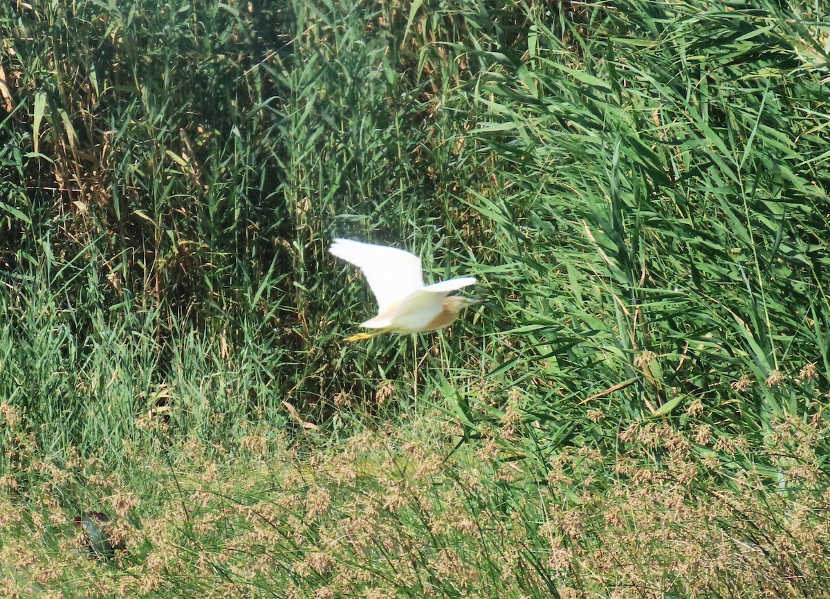 Squacco Heron - ML638281214