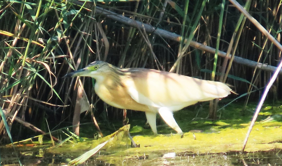 Squacco Heron - ML638281237