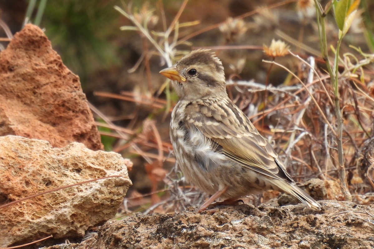 Rock Sparrow - ML638281238