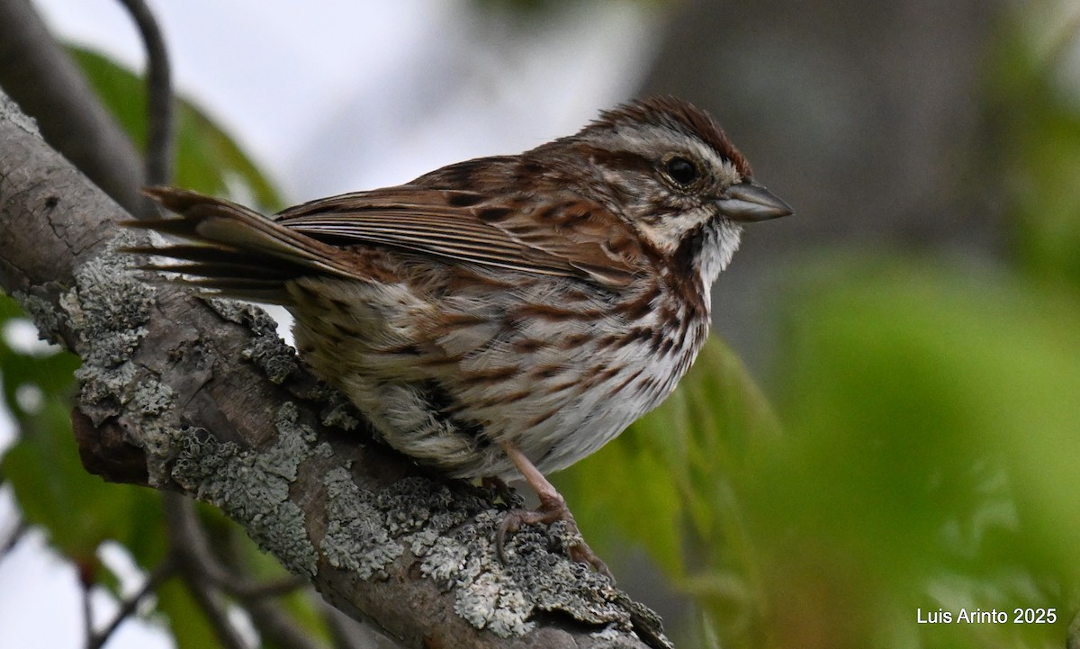 Song Sparrow - ML638281252