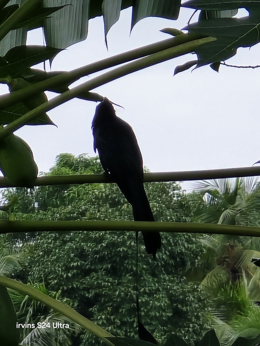 Greater Racket-tailed Drongo - ML638281271