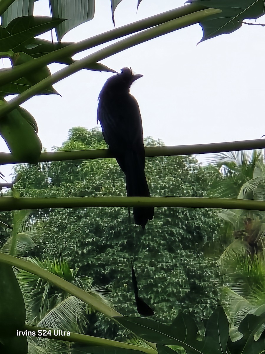 Greater Racket-tailed Drongo - ML638281272