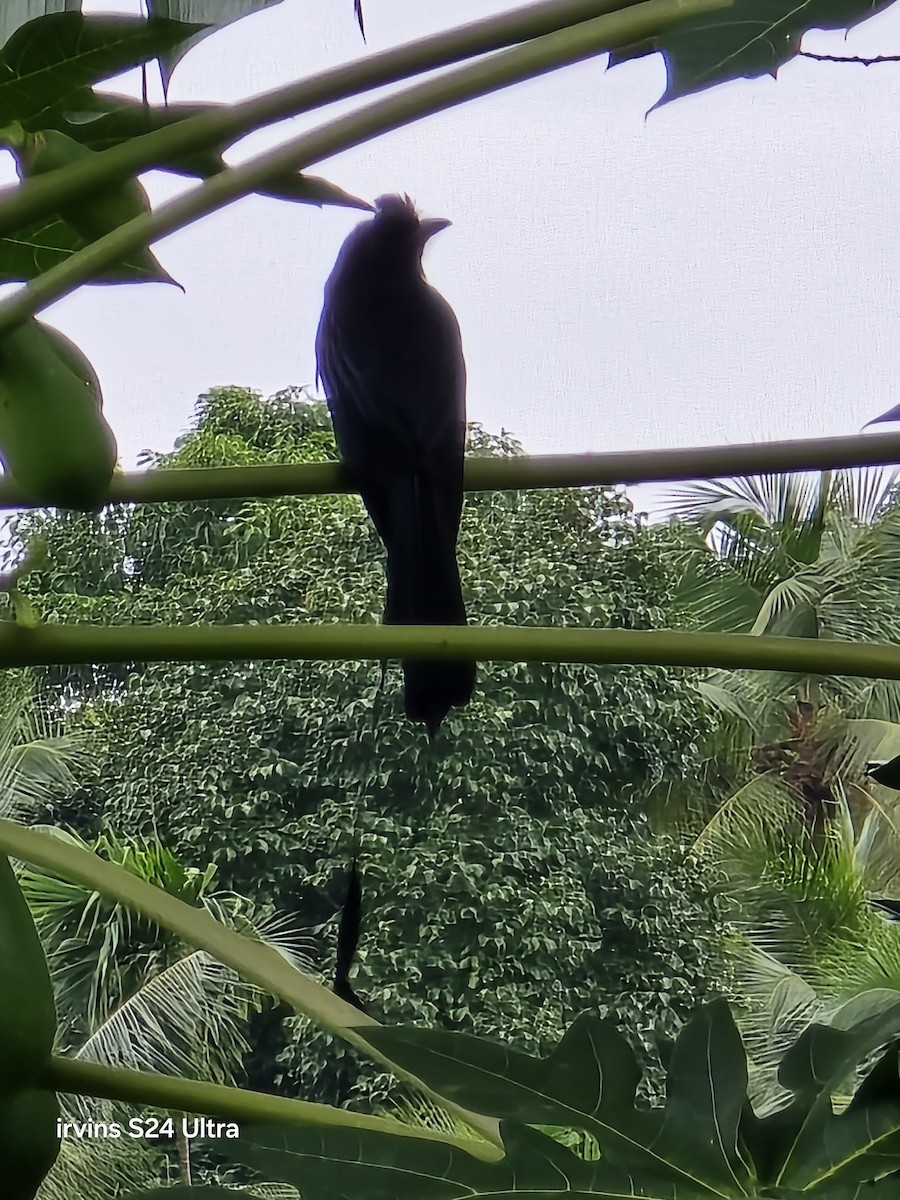 Greater Racket-tailed Drongo - ML638281273