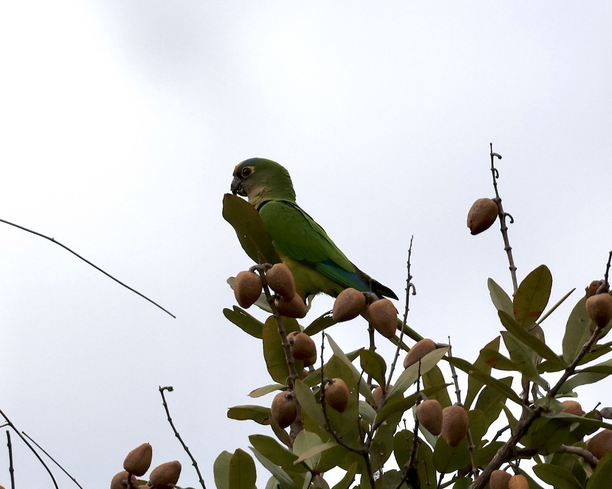 Peach-fronted Parakeet - ML638281283