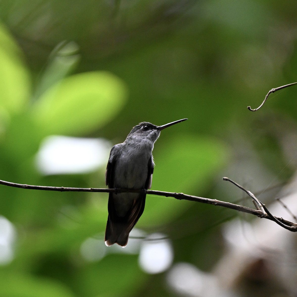 Gray-breasted Sabrewing - ML638281304