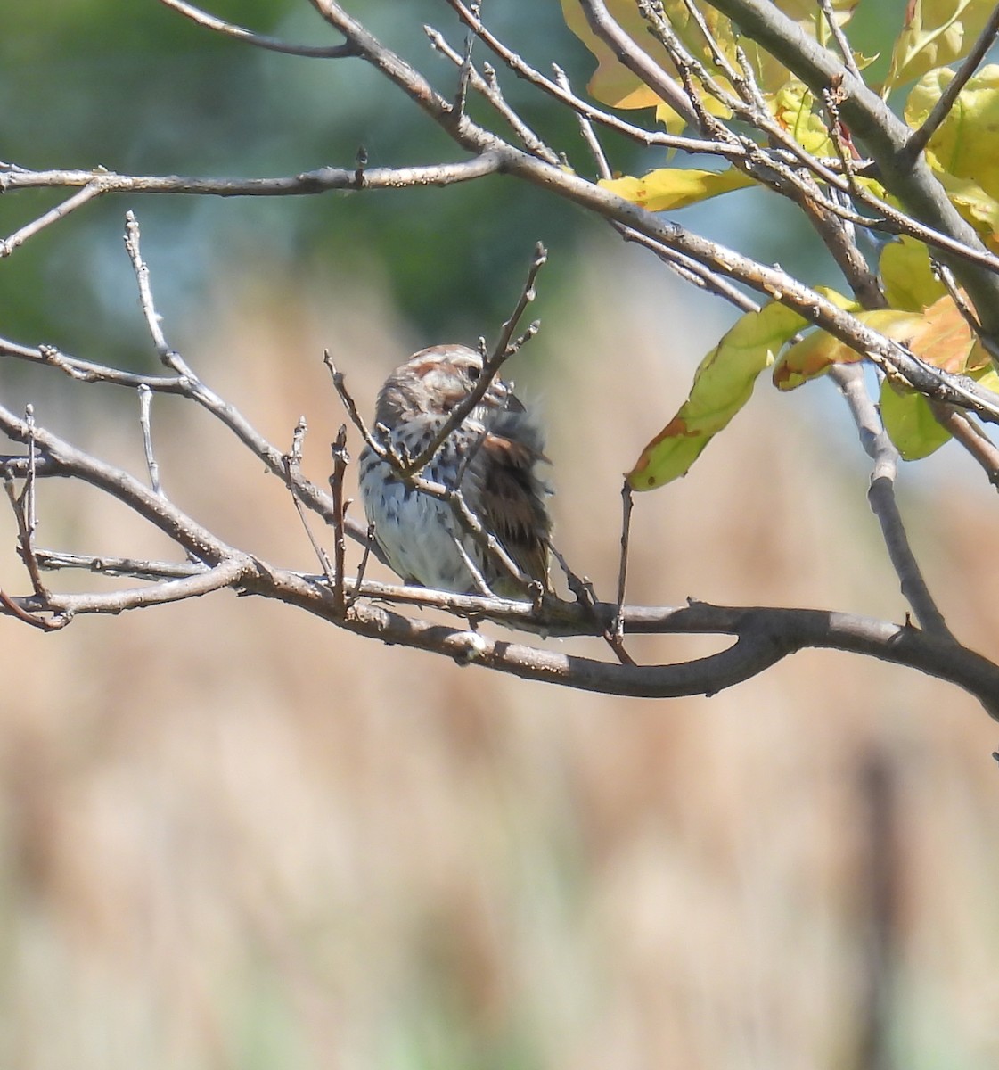 Song Sparrow - ML638281305