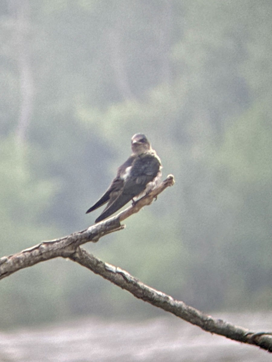 Purple Martin - ML638281308