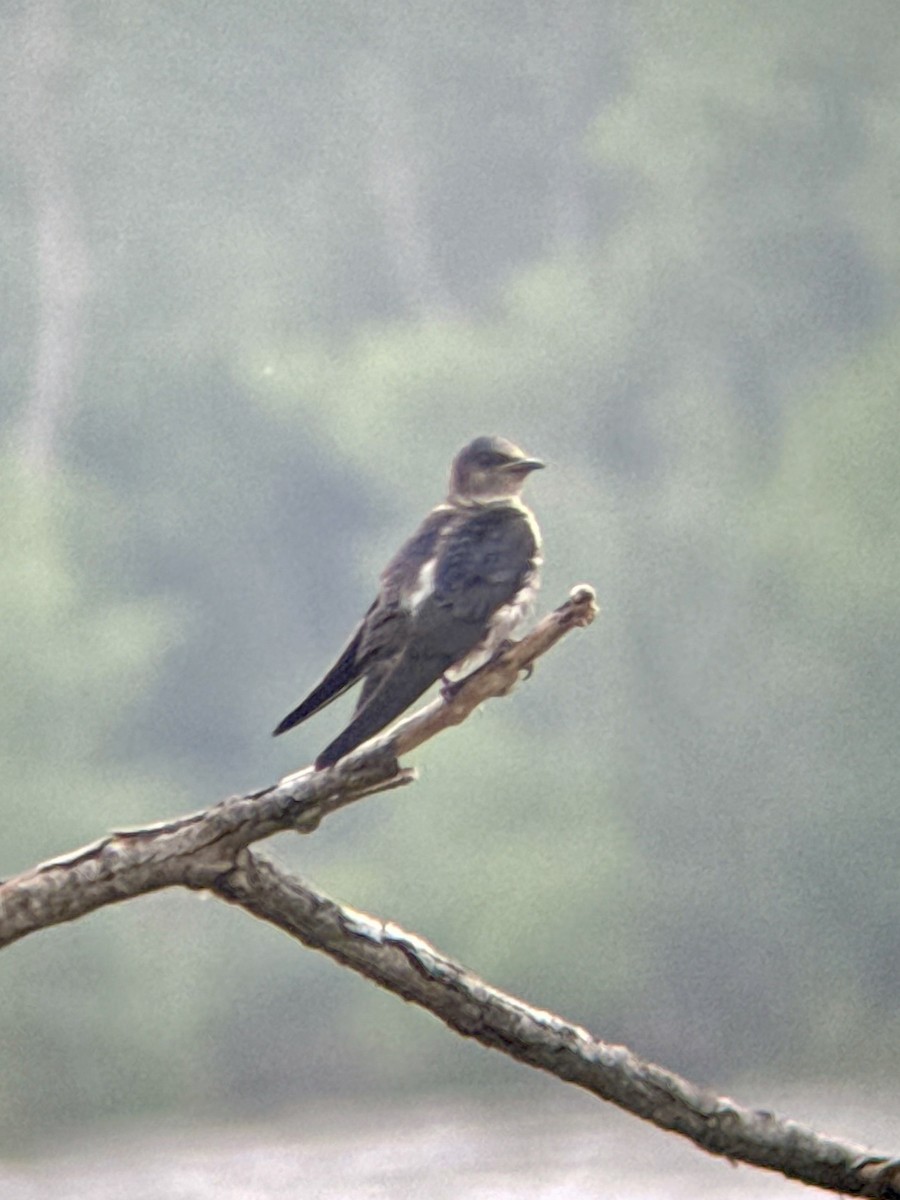 Purple Martin - ML638281309