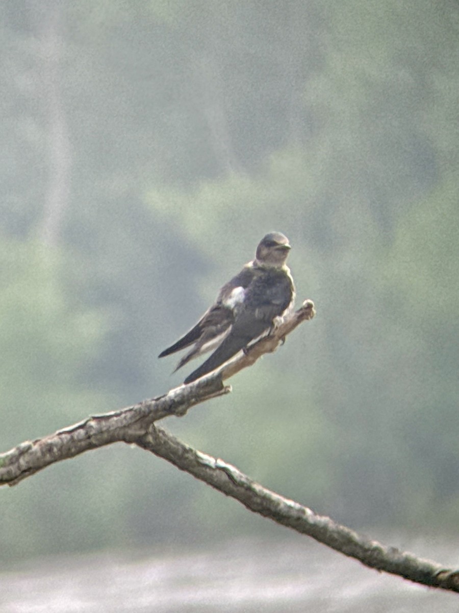 Purple Martin - ML638281310