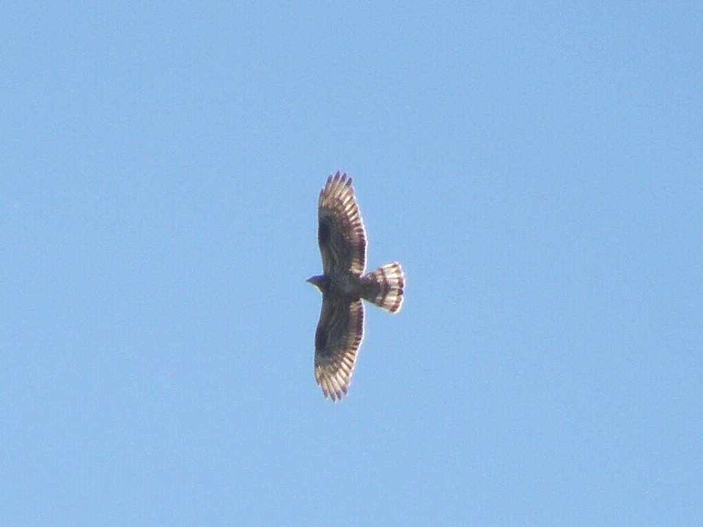 European Honey-buzzard - ML638281314