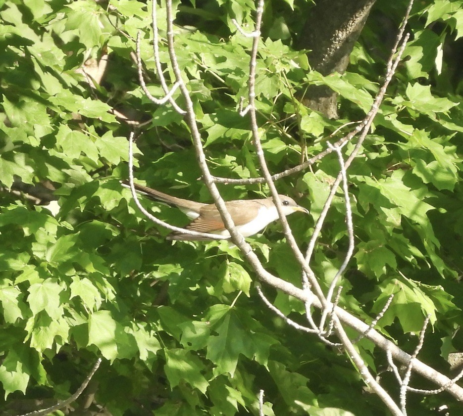 Yellow-billed Cuckoo - ML638281315