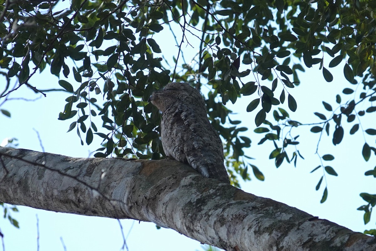 Great Potoo - ML638281318