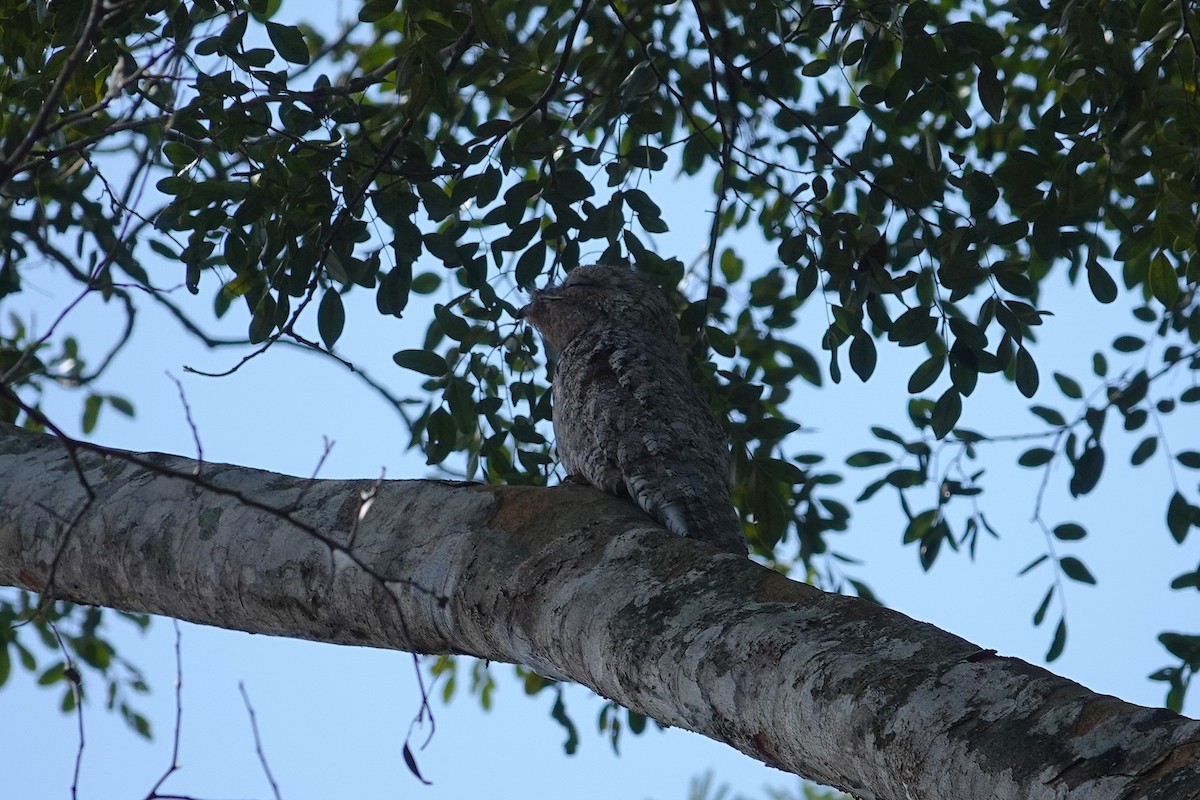 Great Potoo - ML638281319