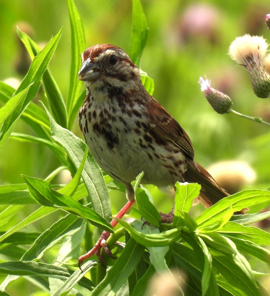 Song Sparrow - ML638281326