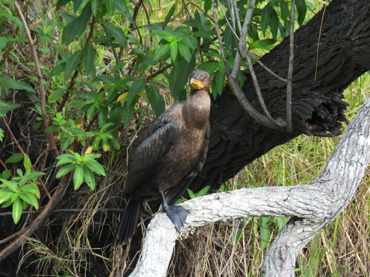 Double-crested Cormorant - ML638281329