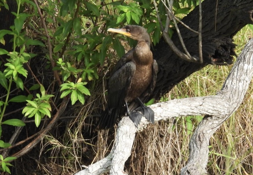 Double-crested Cormorant - ML638281330