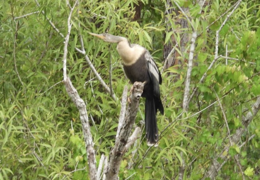 Anhinga - ML638281333