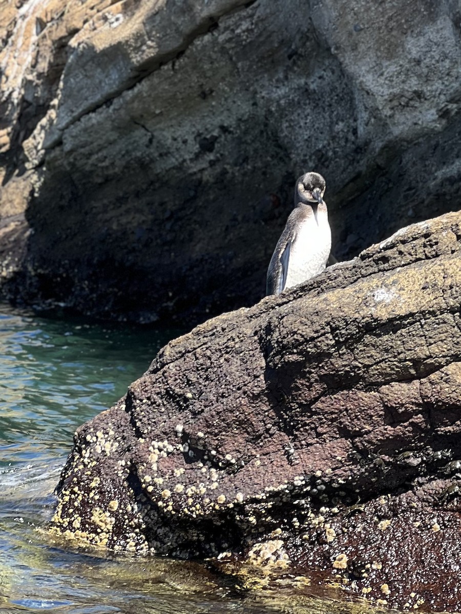 Galapagos Penguin - ML638281334