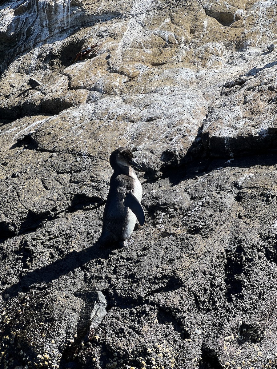 Galapagos Penguin - ML638281336