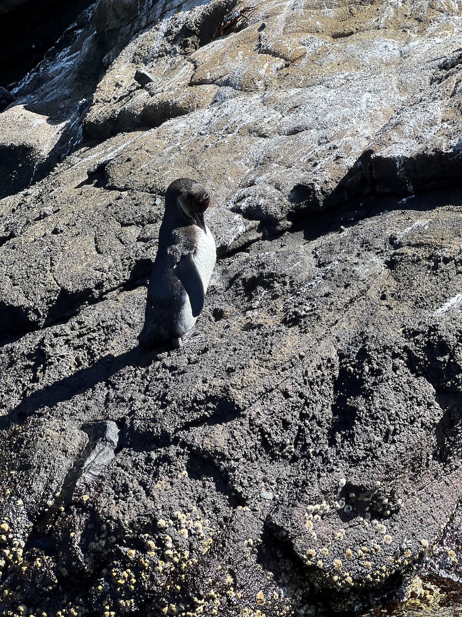 Galapagos Penguin - ML638281337