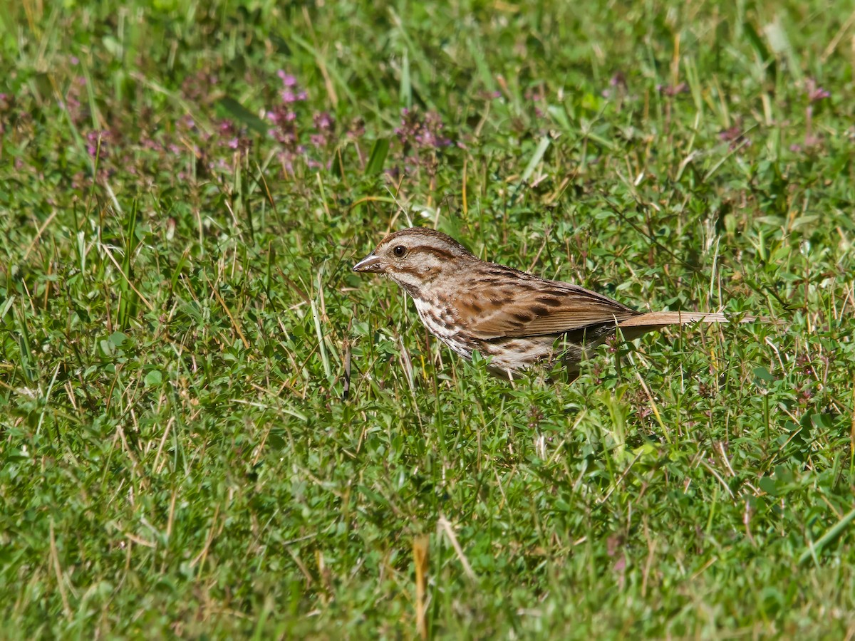 Song Sparrow - ML638281338