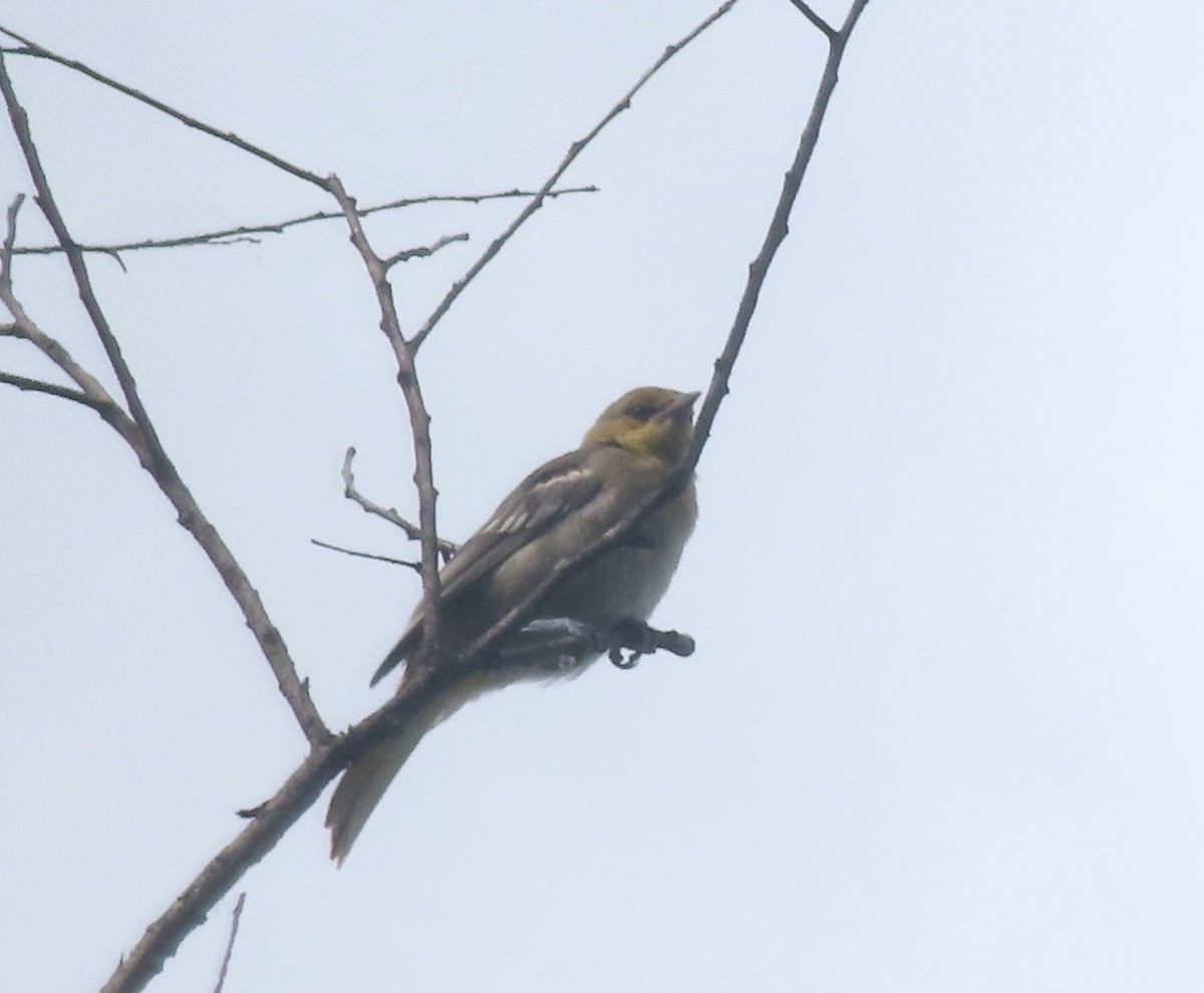 Black-backed Oriole - ML638281339