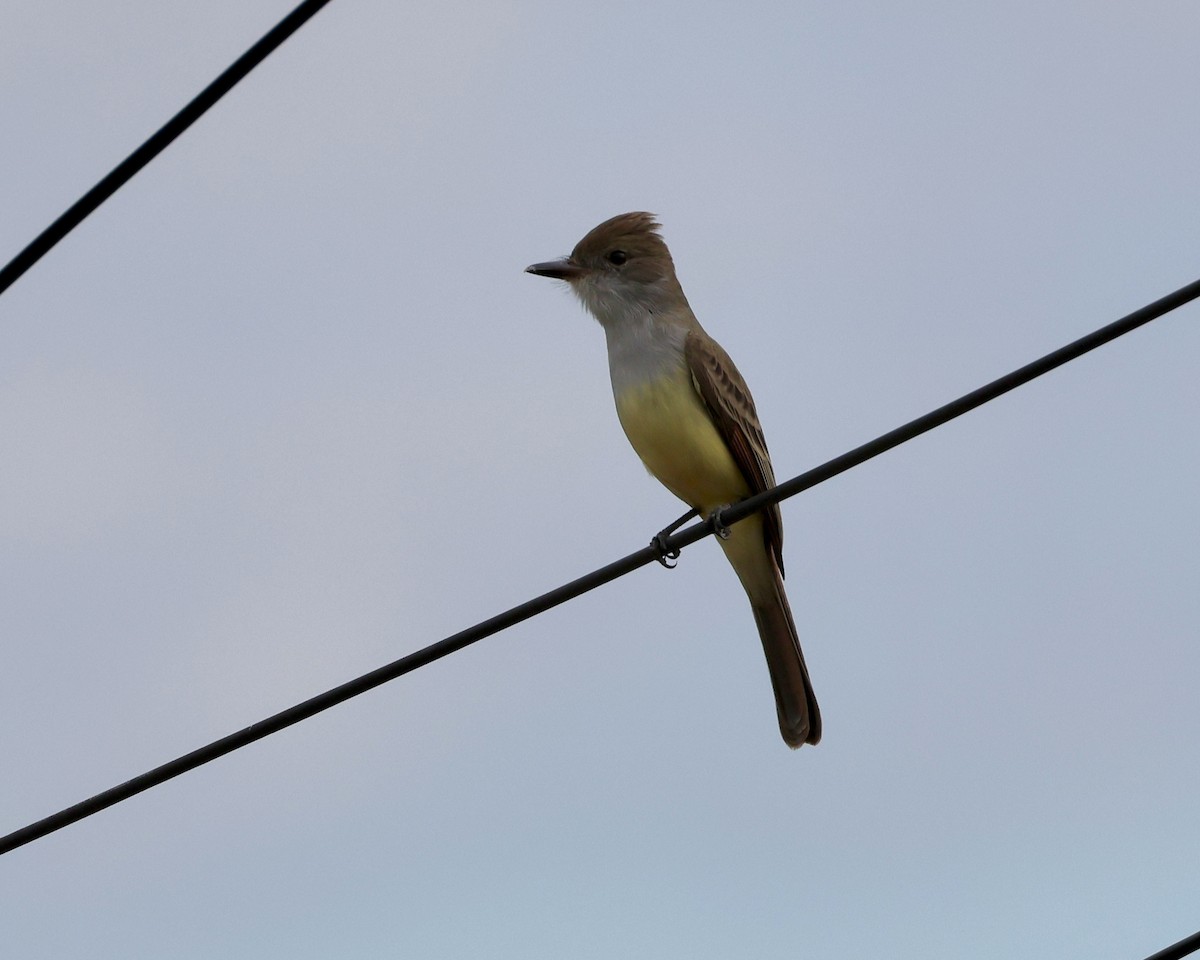 Short-crested Flycatcher - ML638281344