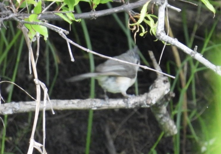 Tufted Titmouse - ML638281353