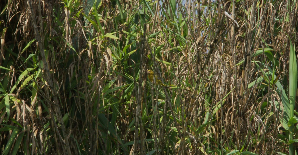 European Greenfinch - ML638281366