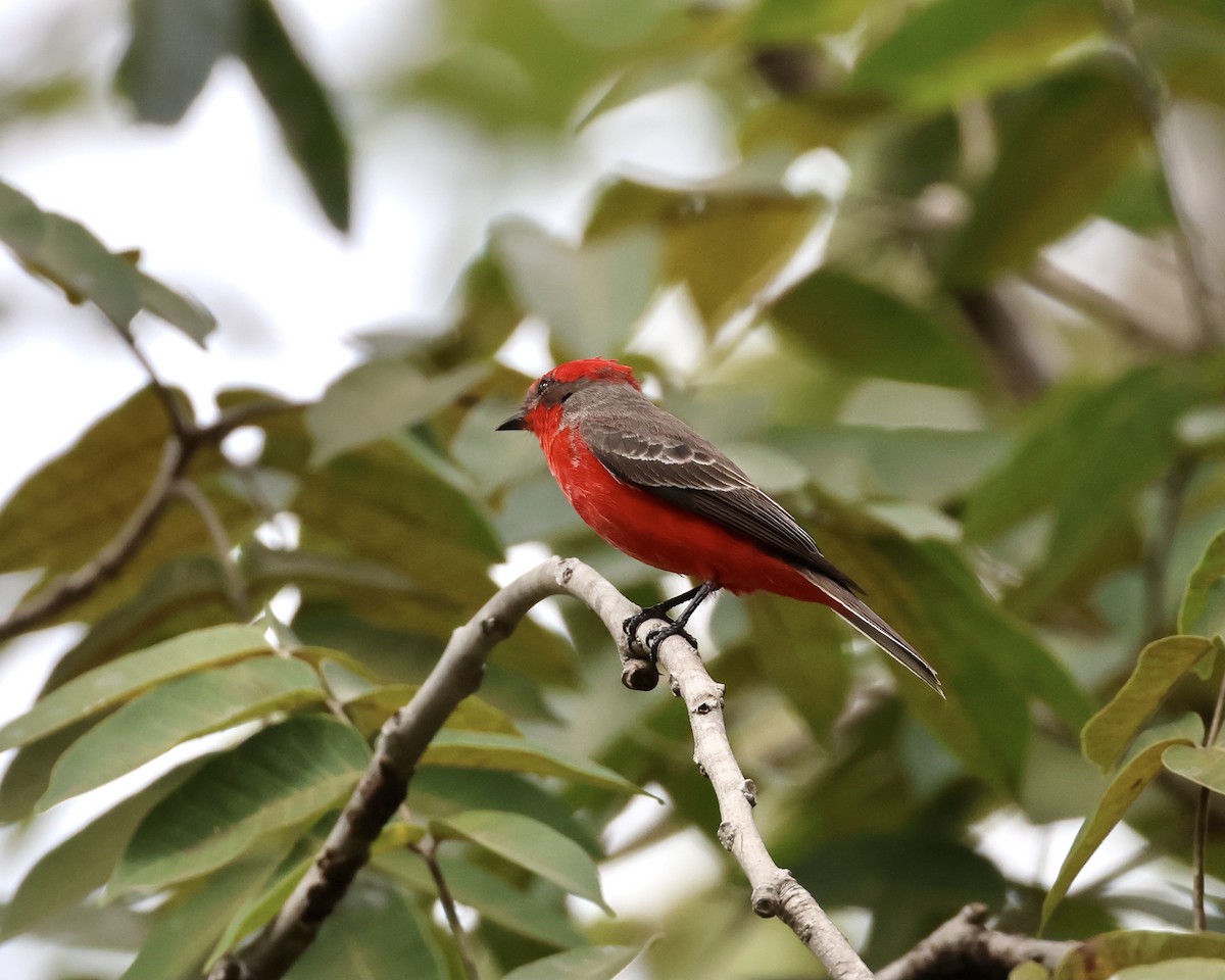Vermilion Flycatcher - ML638281370