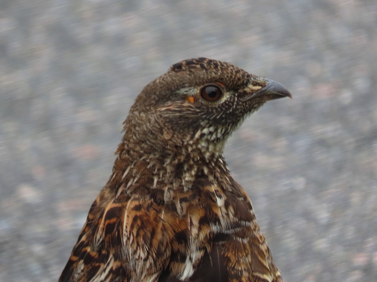 Ruffed Grouse - ML638281378