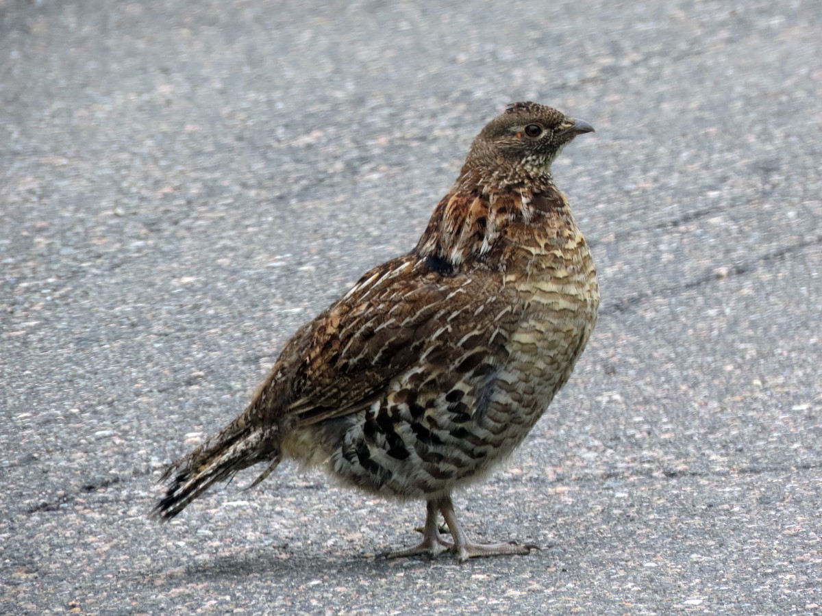 Ruffed Grouse - ML638281380