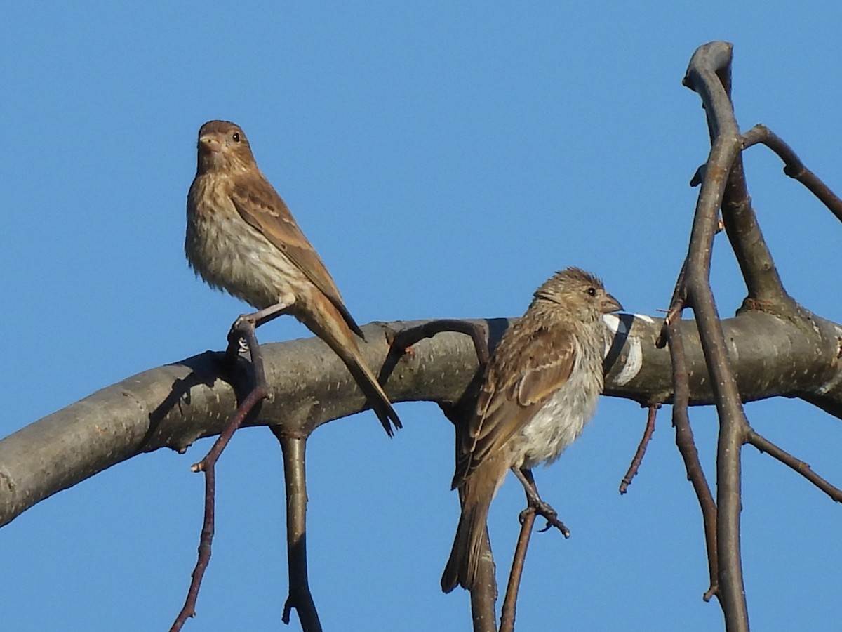 House Finch - ML638281395