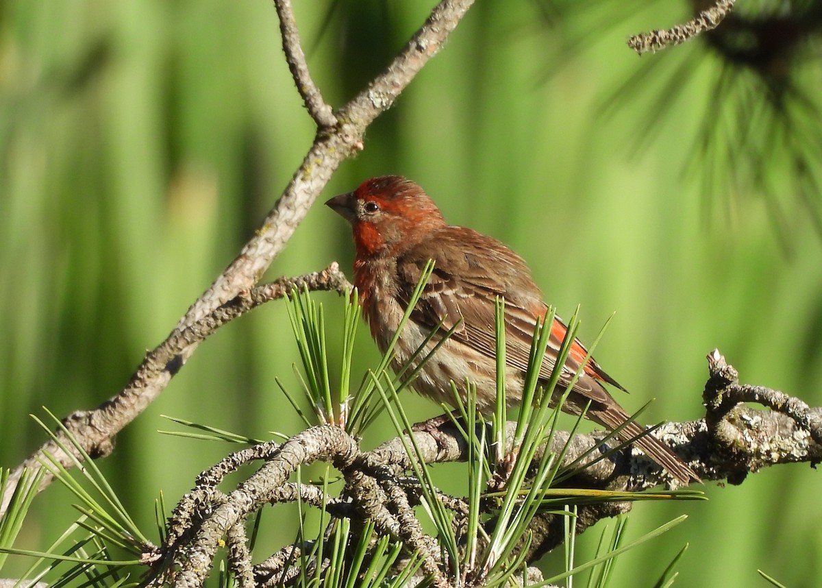 House Finch - ML638281396