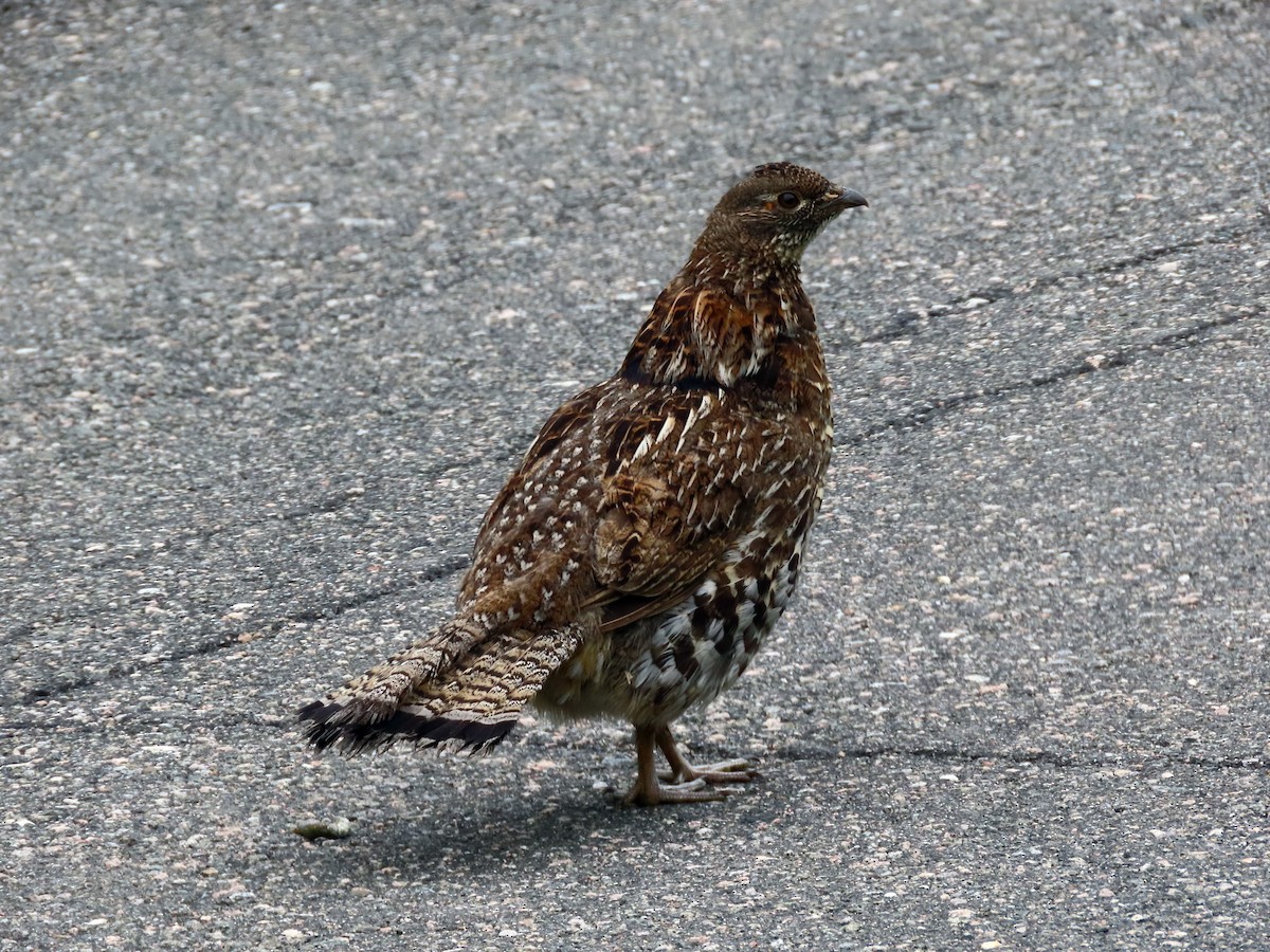 Ruffed Grouse - ML638281401
