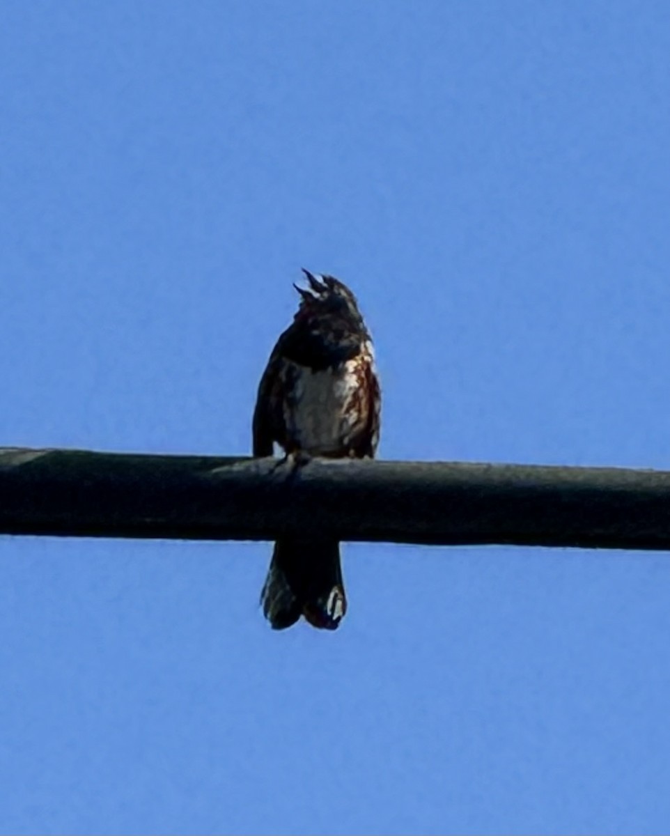 Spotted Towhee - ML638281407