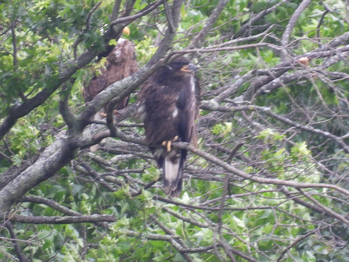 Weißkopf-Seeadler - ML638281410