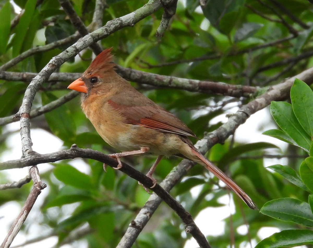 Cardinal rouge - ML638281441