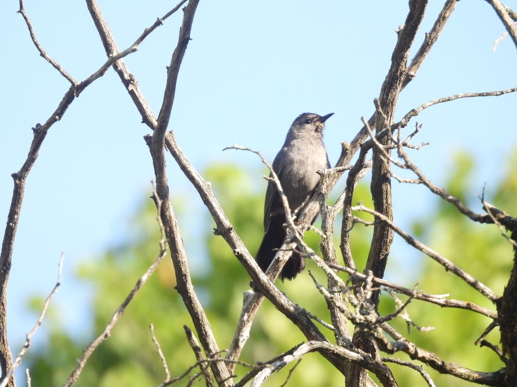 Gray Catbird - ML638281445