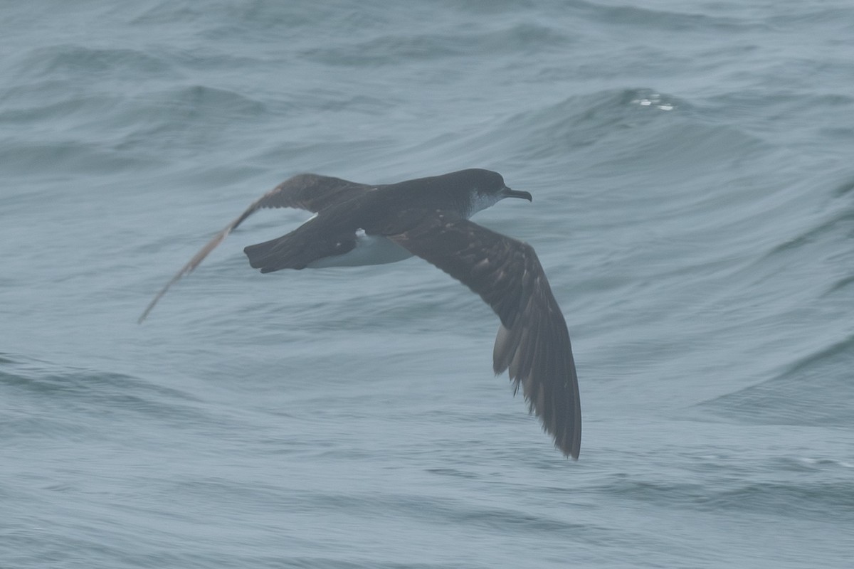 Manx Shearwater - ML638281453