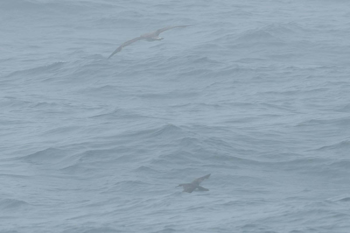 Manx Shearwater - ML638281457
