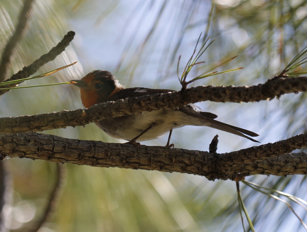 Red-faced Warbler - ML638281467
