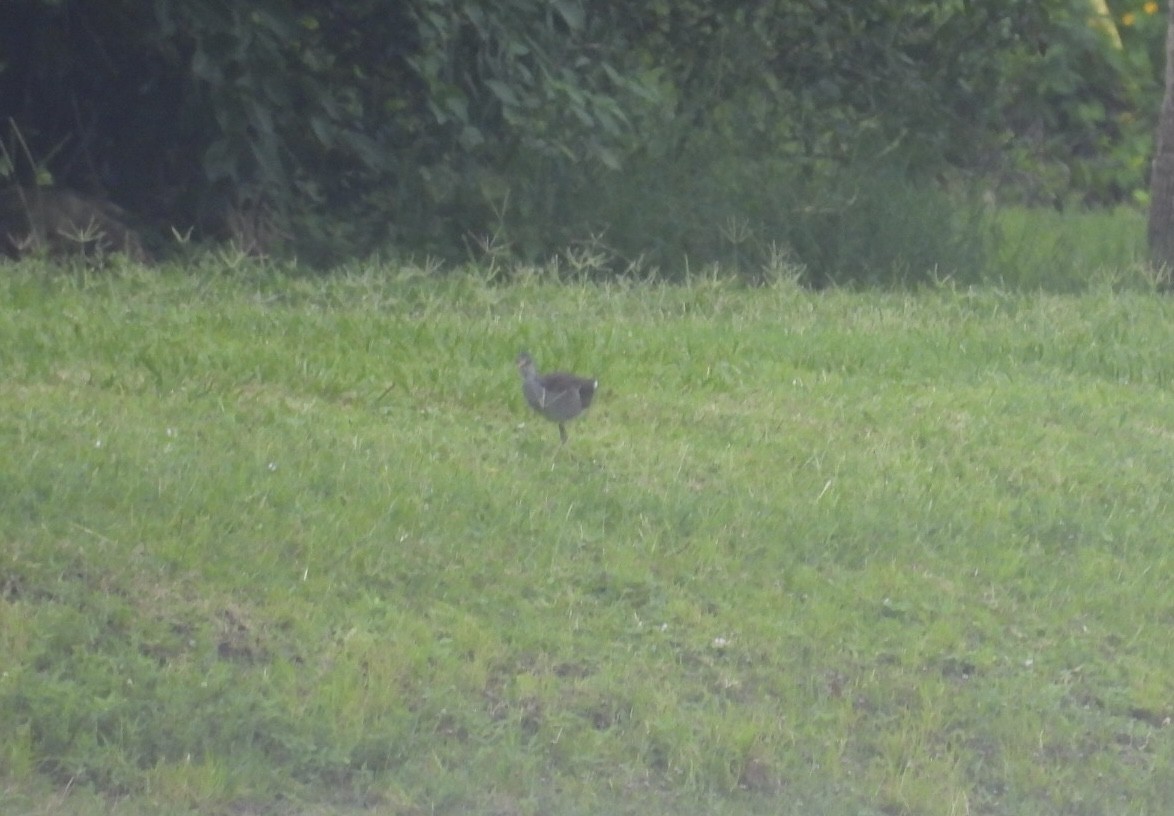 Common Gallinule - ML638281468